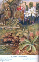 Carnivorous Plants